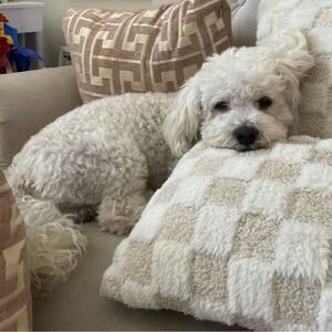 Rocky says IDK what happawned I’m napping Veneta BlackWoven Cassette Wallet